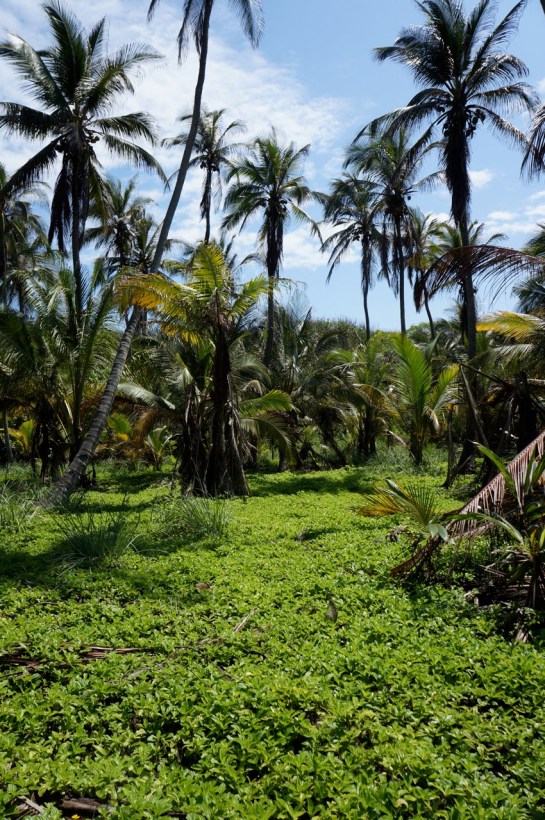 tayrona forest