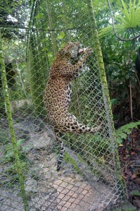 Iquitos ferma de fluturi