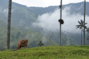 Valle de cocora pt print var 1